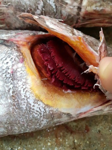 [목포,신안 특산] 제철 보양생선의 귀족  민어(3kg~8kg) 한마리 회세트 및 탕감/신선배송