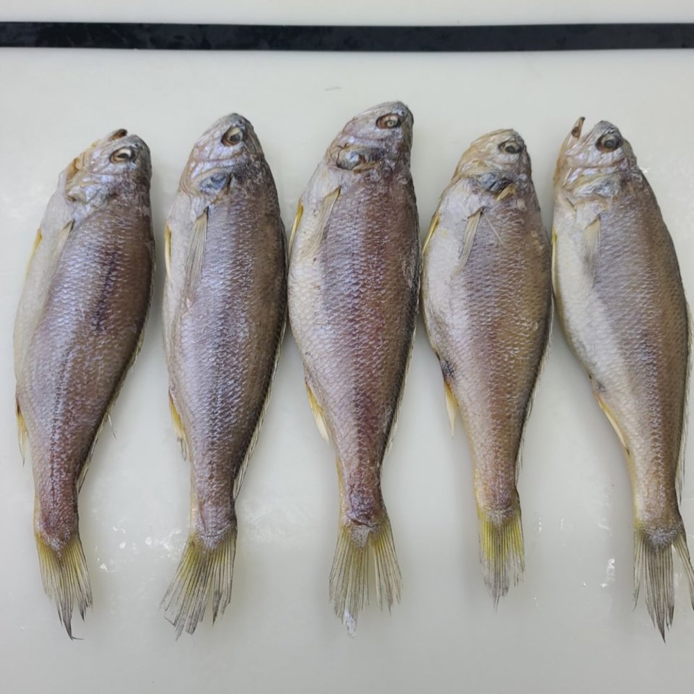 [목포/신안] 청정지역 반건조 참조기 굴비(80~180미 선택) 제찬/이바지 생선