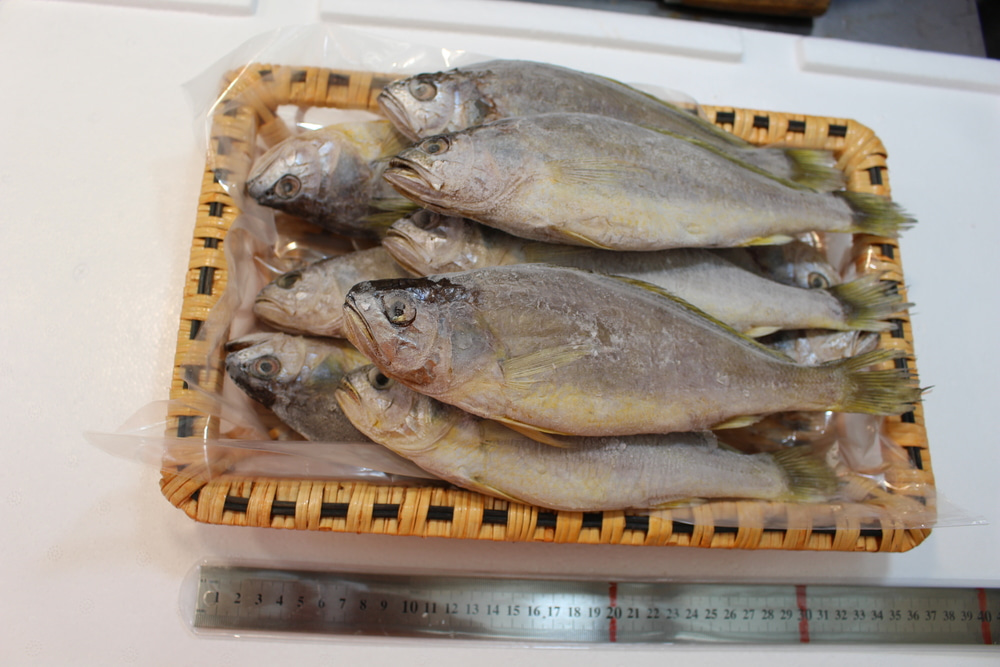 [목포/신안] 청정지역 반건조 참조기 굴비(80~180미 선택) 제찬/이바지 생선